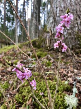 Järvselja ürgmets