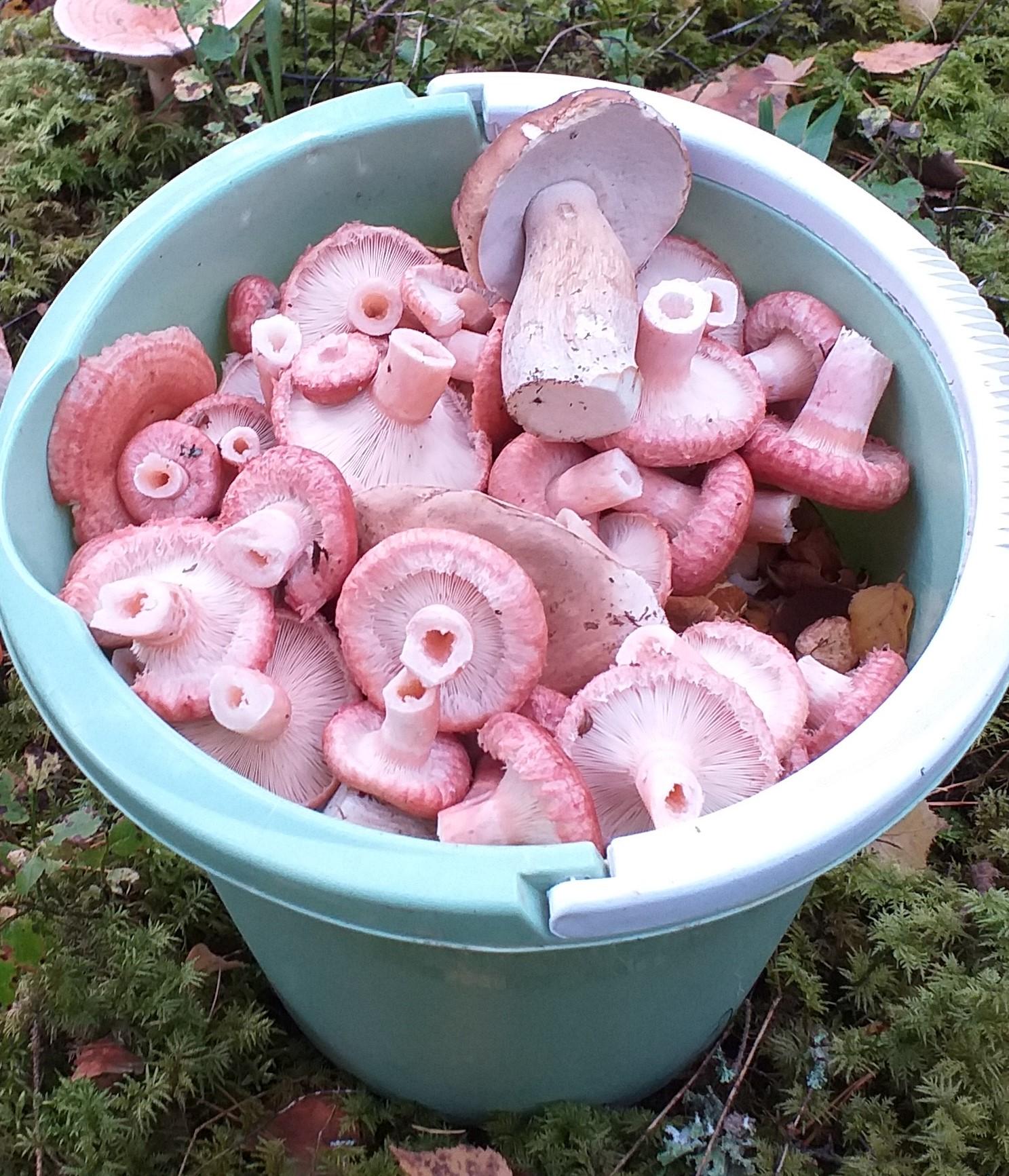 33 Eesti parimat seenekohta