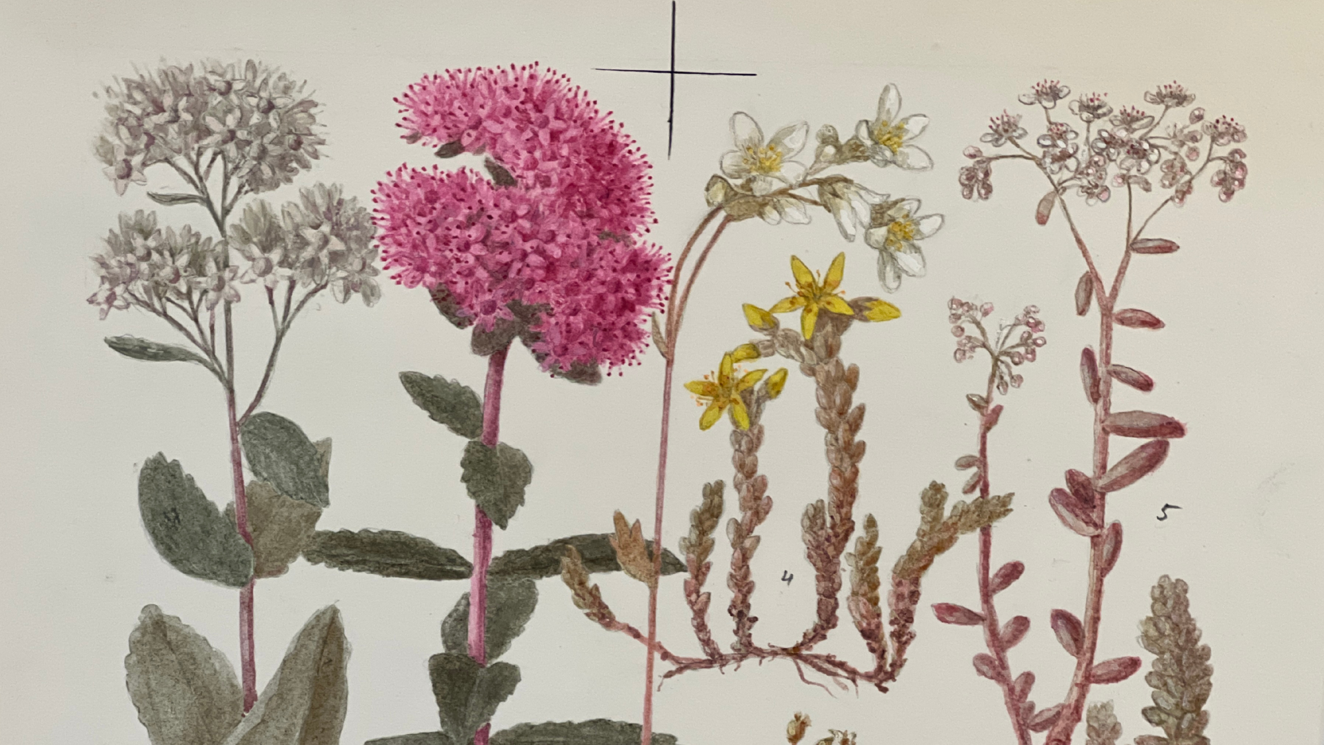 Guara Muuga taimeillustratsioonide näitus